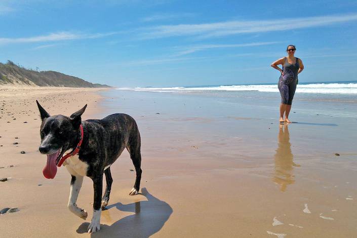 Pepper the rescue dog at the beach with their owner